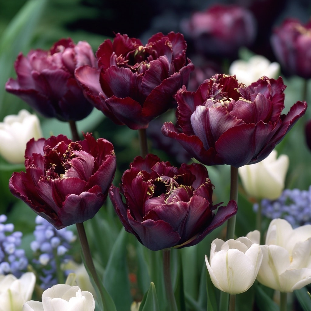 7 Beautiful Purple Tulips to Grow This Spring