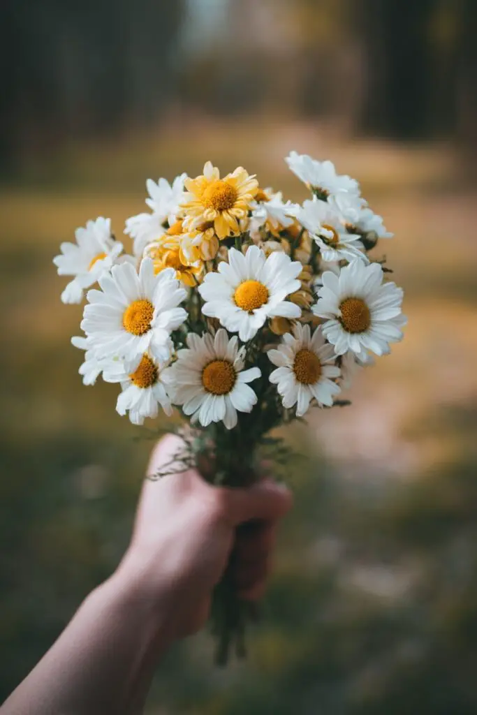 Daisy Flower Meaning & Types | Symbolism, Care & More 11 Daisy Flower Meaning & Types | Symbolism, Care & More