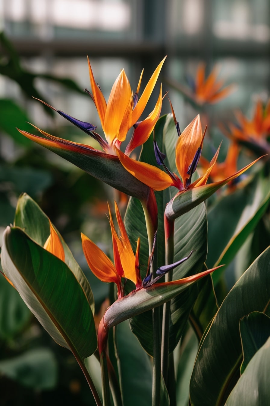 Bird of Paradise Plant Care & Placement Guide