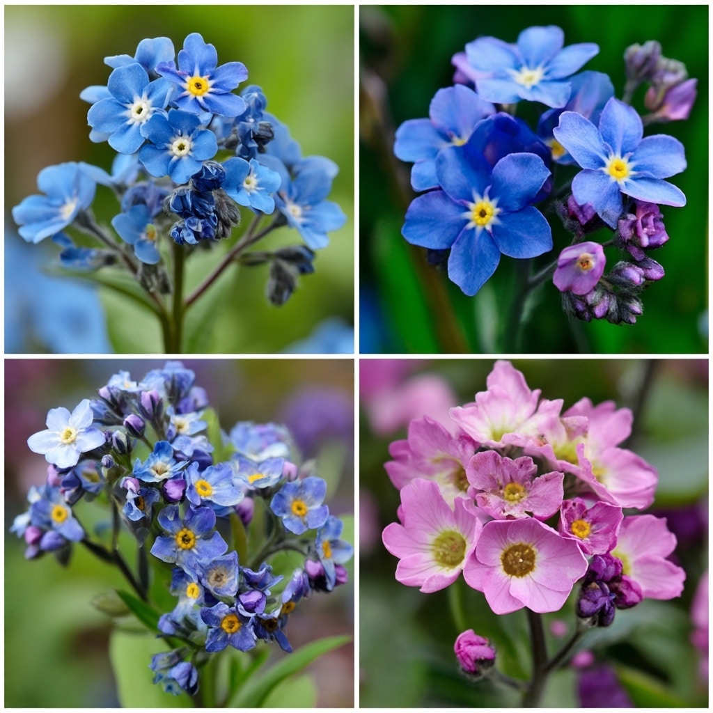 How to Grow and Care for Forget-Me-Not Flowers