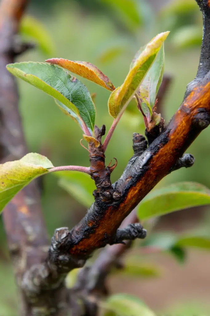 Top 5 Apple Tree Problems and How to Fix Them 4 Top 5 Apple Tree Problems and How to Fix Them