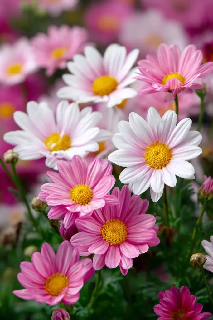 Marguerite Daisy: Meaning, Care & Growing Tips 2 Marguerite Daisy: Meaning, Care & Growing Tips