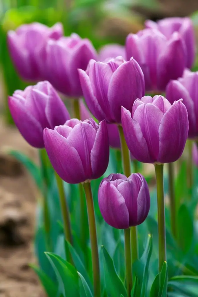 Purple Tulips: Royal Elegance of Spring Gardens 2 Purple Tulips: Royal Elegance of Spring Gardens