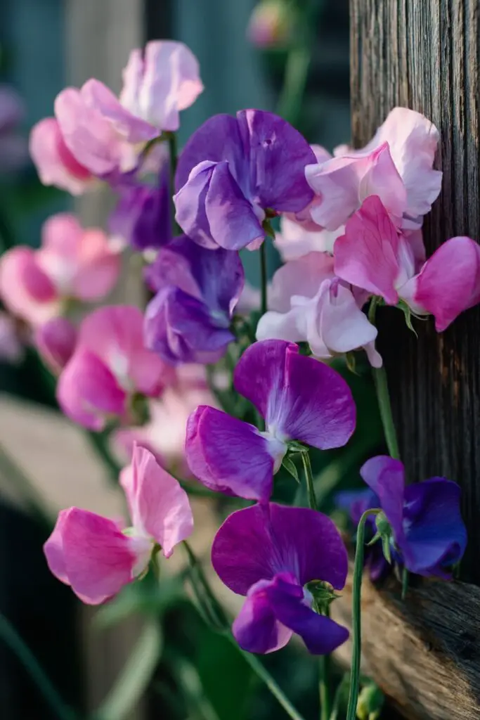 9 Perennial Flowers to Plant in April 2 9 Perennial Flowers to Plant in April