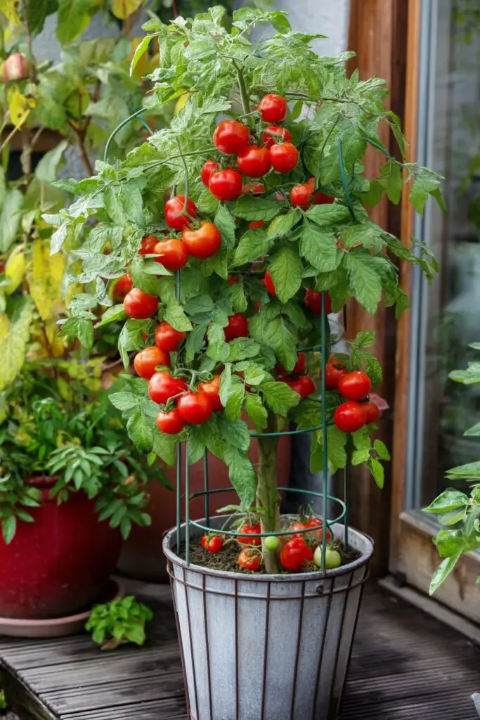 10 Best Container Gardening Vegetables for Small Spaces 2 10 Best Container Gardening Vegetables for Small Spaces