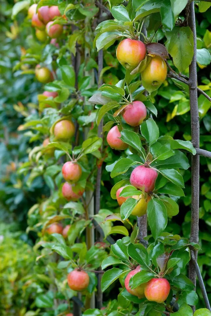 10 Garden Trellis Ideas for Vertical Gardening 11 10 Garden Trellis Ideas for Vertical Gardening