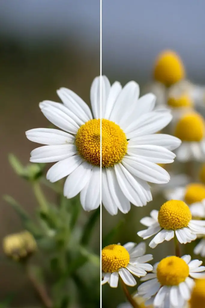 Marguerite Daisy: Meaning, Care & Growing Tips 11 Marguerite Daisy: Meaning, Care & Growing Tips
