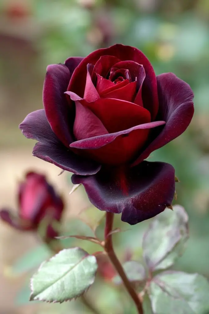 7 Most Beautiful Black Roses in the World 3 7 Most Beautiful Black Roses in the World