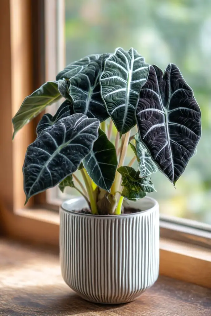 Top 5 Indoor Plant Trends to Watch This Year 3 Top 5 Indoor Plant Trends to Watch This Year