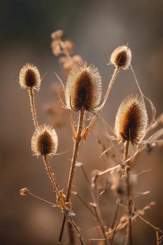 Fall Seed Harvest: How to Collect and Store Seeds 3 Fall Seed Harvest: How to Collect and Store Seeds