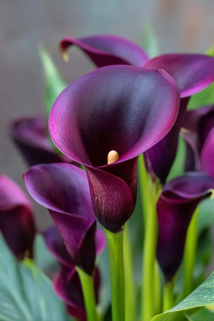 Top 10 Most Beautiful Black Flowers for Bouquets 3 Top 10 Most Beautiful Black Flowers for Bouquets