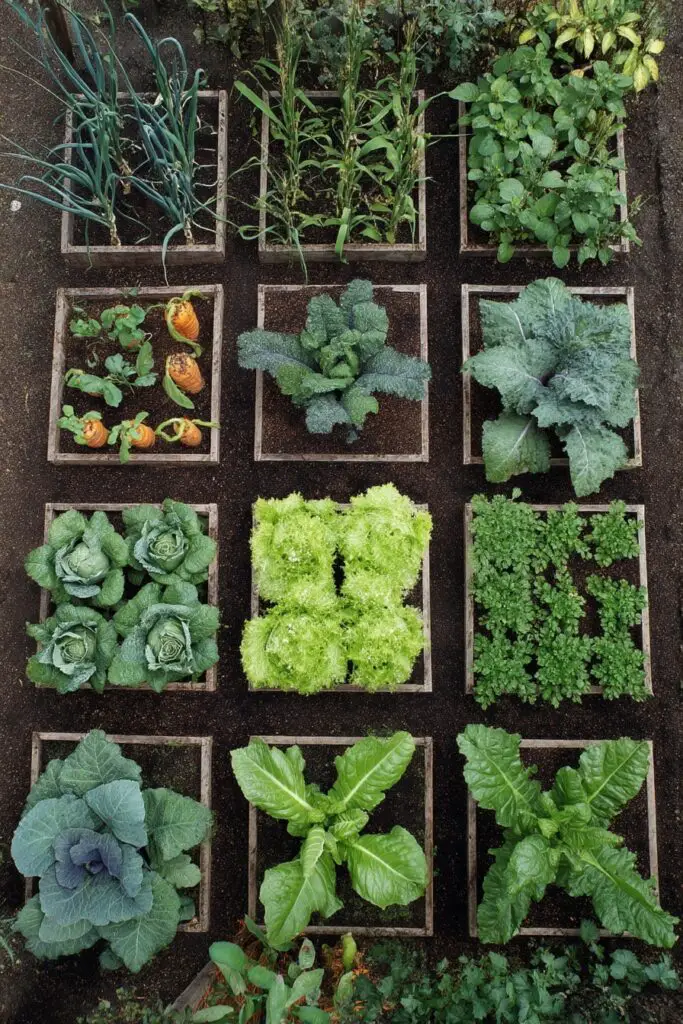 Raised Bed Garden Ideas for Your Garden 3 Raised Bed Garden Ideas for Your Garden