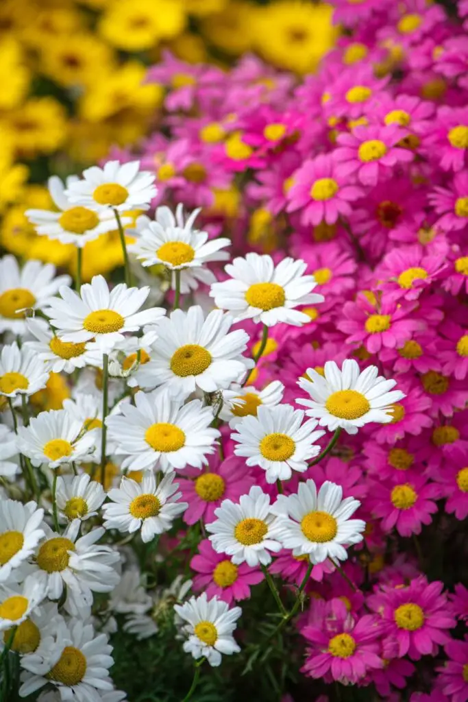 Marguerite Daisy: Meaning, Care & Growing Tips 3 Marguerite Daisy: Meaning, Care & Growing Tips