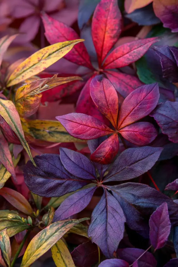 Why Are Green Plants Green? The Real Reason Explained 4 Why Are Green Plants Green? The Real Reason Explained