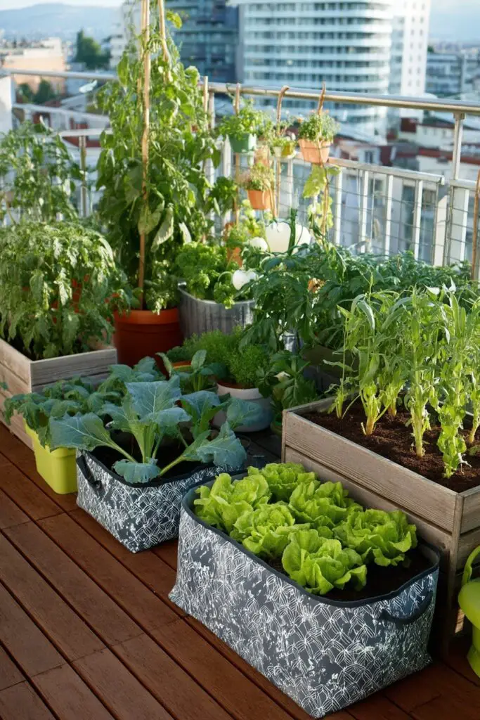 How to Start a Balcony Vegetable Garden 4 How to Start a Balcony Vegetable Garden