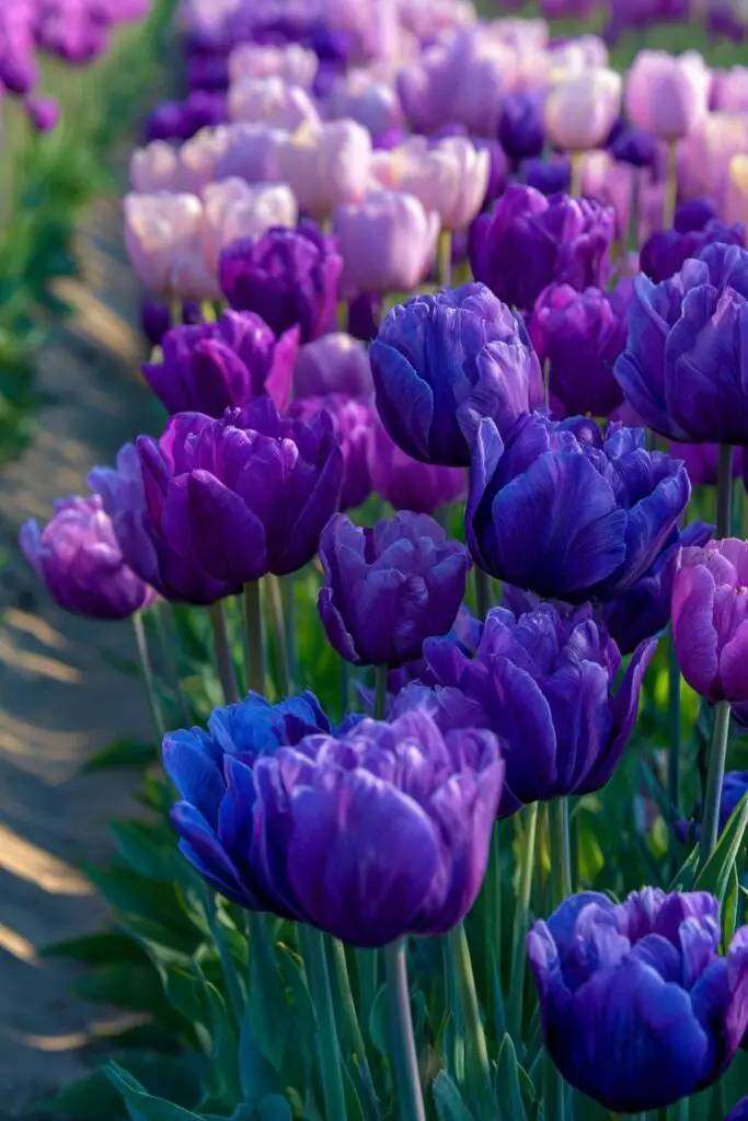 Blue Tulips: Do They Exist Naturally? 3 Blue Tulips: Do They Exist Naturally?
