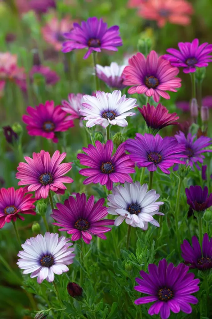 Five Common Types of Daisies for Every Garden 5 Five Common Types of Daisies for Every Garden