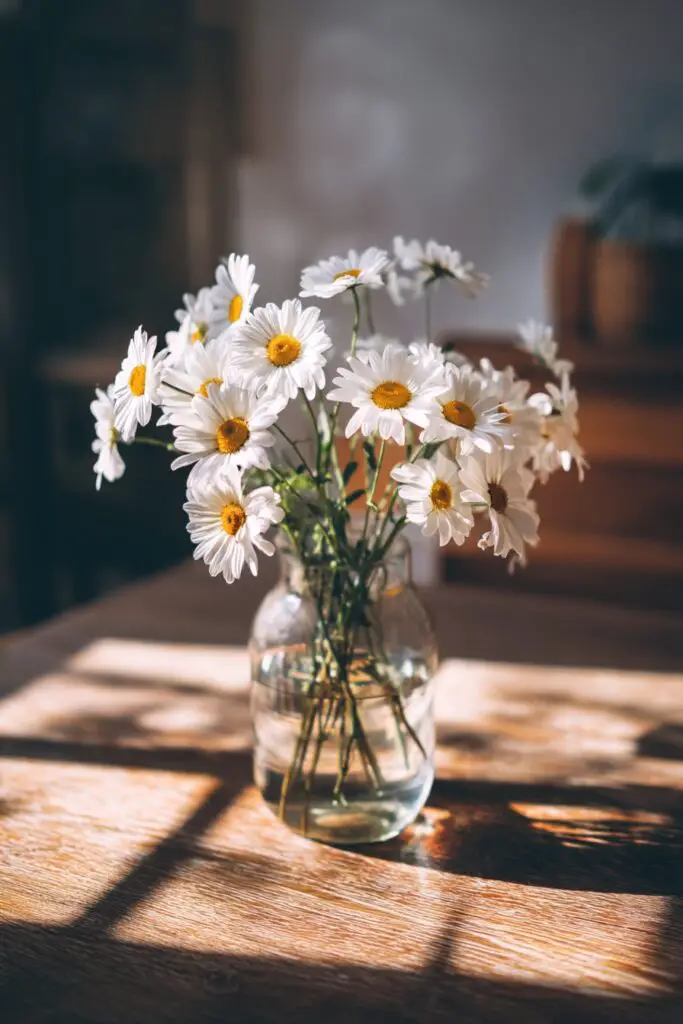 Marguerite Daisy: Meaning, Care & Growing Tips 5 Marguerite Daisy: Meaning, Care & Growing Tips