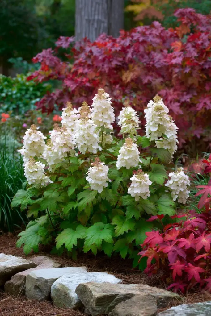 6 Kinds of Hydrangeas for a Beautiful Landscape 5 6 Kinds of Hydrangeas for a Beautiful Landscape