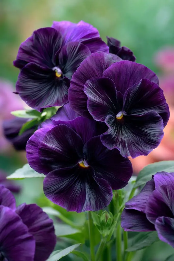 Top 10 Most Beautiful Black Flowers for Bouquets 6 Top 10 Most Beautiful Black Flowers for Bouquets