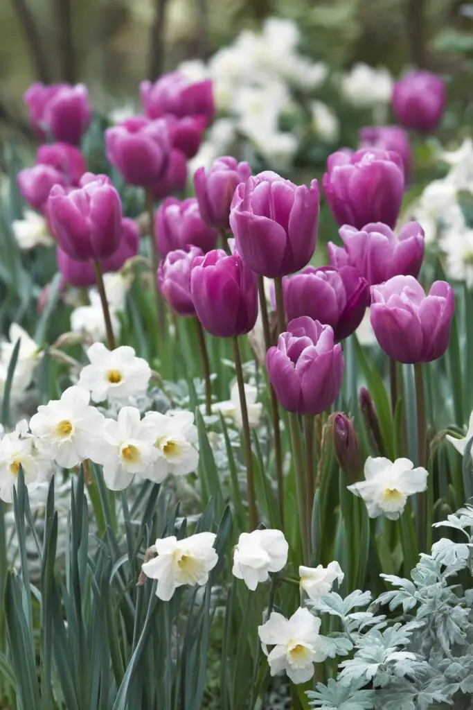 Purple Tulips: Royal Elegance of Spring Gardens 6 Purple Tulips: Royal Elegance of Spring Gardens