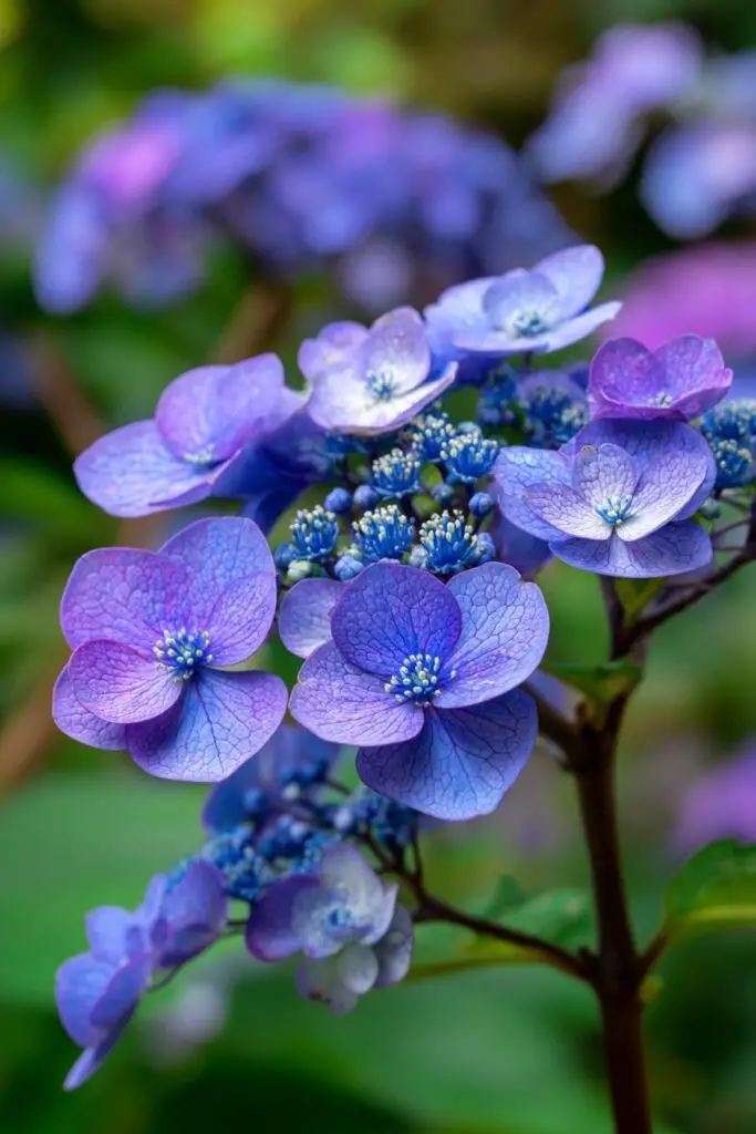 6 Kinds of Hydrangeas for a Beautiful Landscape 6 6 Kinds of Hydrangeas for a Beautiful Landscape