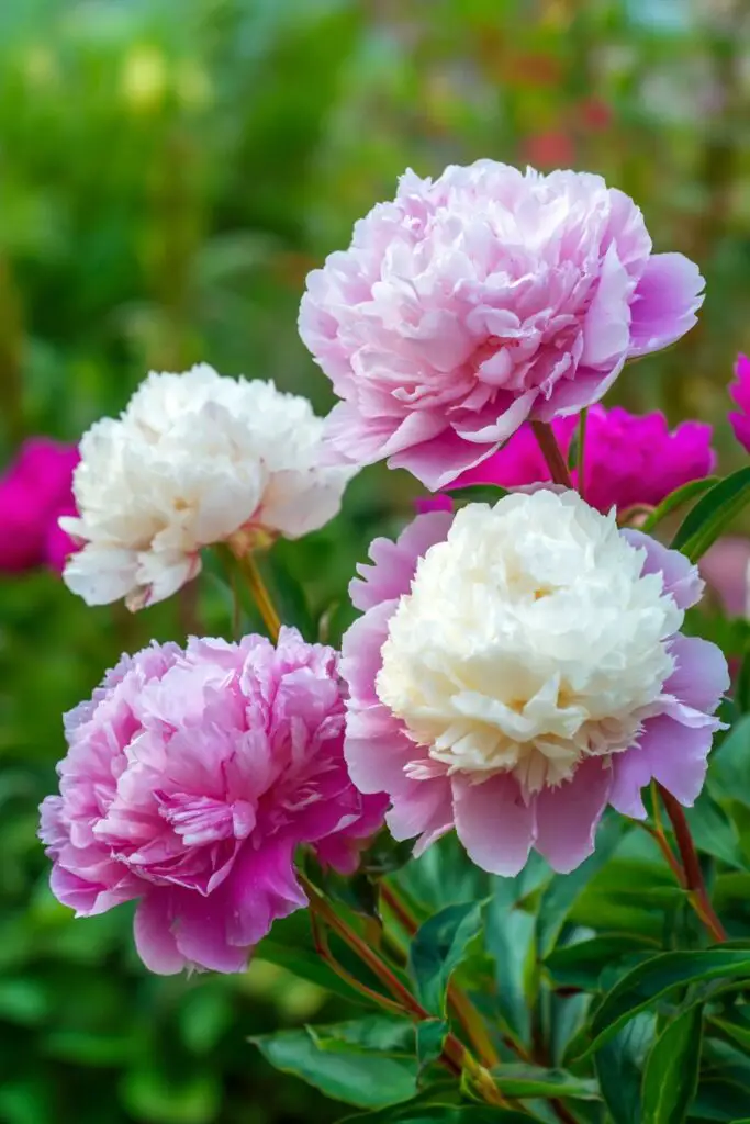 9 Perennial Flowers to Plant in April 6 9 Perennial Flowers to Plant in April