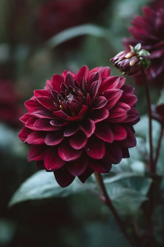 Top 10 Most Beautiful Black Flowers for Bouquets 7 Top 10 Most Beautiful Black Flowers for Bouquets