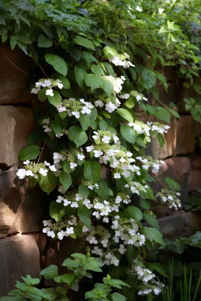 6 Kinds of Hydrangeas for a Beautiful Landscape 7 6 Kinds of Hydrangeas for a Beautiful Landscape