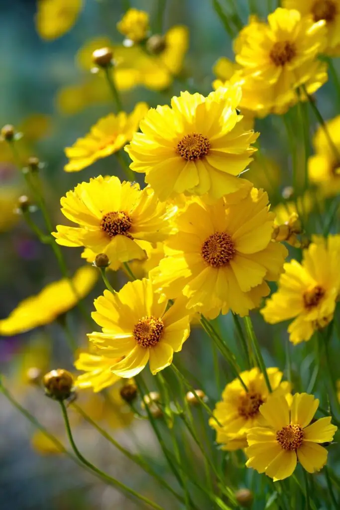 9 Perennial Flowers to Plant in April 7 9 Perennial Flowers to Plant in April