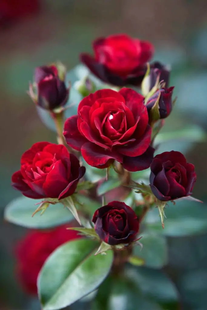 7 Most Beautiful Black Roses in the World 8 7 Most Beautiful Black Roses in the World