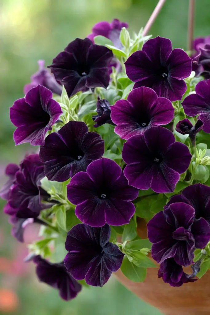 Top 10 Most Beautiful Black Flowers for Bouquets 8 Top 10 Most Beautiful Black Flowers for Bouquets