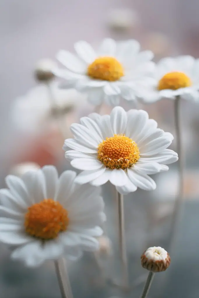 Marguerite Daisy: Meaning, Care & Growing Tips 8 Marguerite Daisy: Meaning, Care & Growing Tips