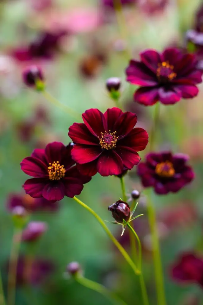 Top 10 Most Beautiful Black Flowers for Bouquets 9 Top 10 Most Beautiful Black Flowers for Bouquets