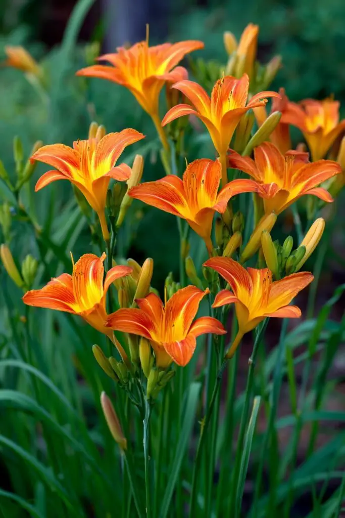 9 Perennial Flowers to Plant in April 10 9 Perennial Flowers to Plant in April