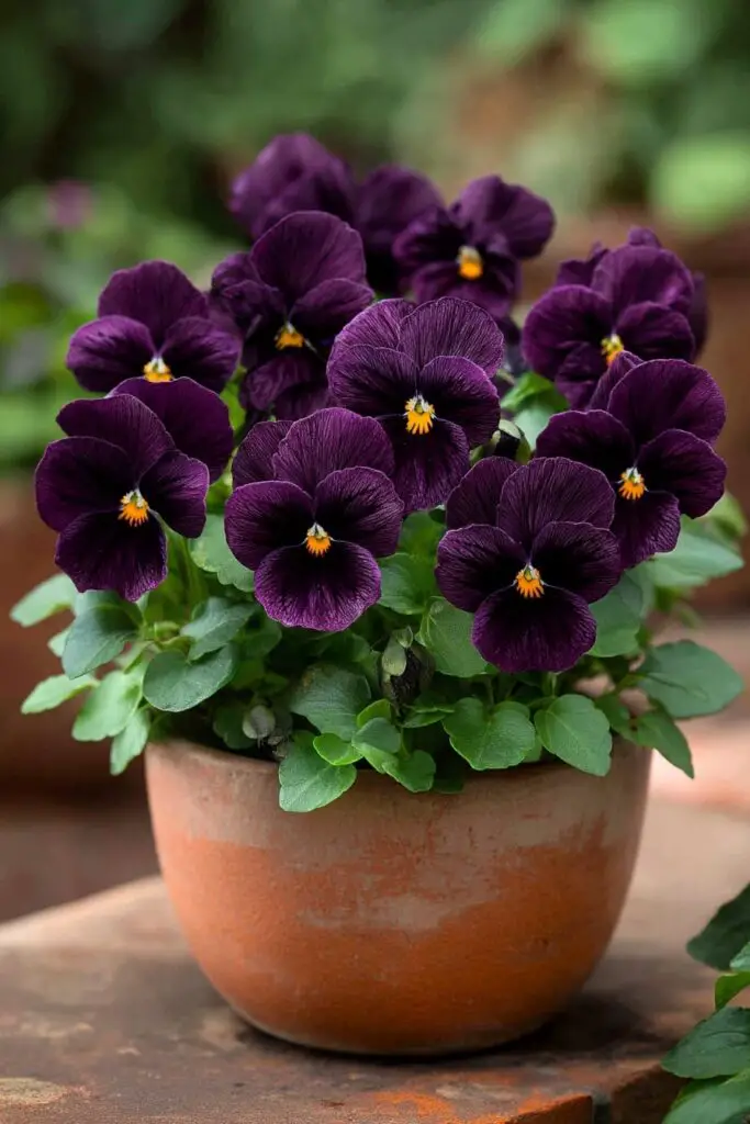 Top 10 Most Beautiful Black Flowers for Bouquets 10 Top 10 Most Beautiful Black Flowers for Bouquets