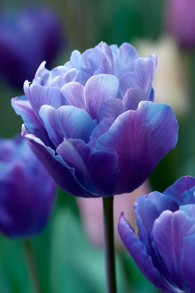 Blue Tulips: Do They Exist Naturally? 7 Blue Tulips: Do They Exist Naturally?