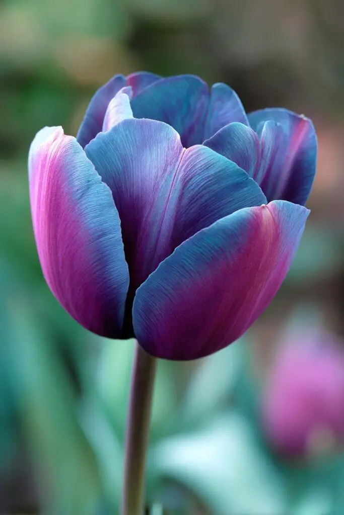Blue Tulips: Do They Exist Naturally? 6 Blue Tulips: Do They Exist Naturally?