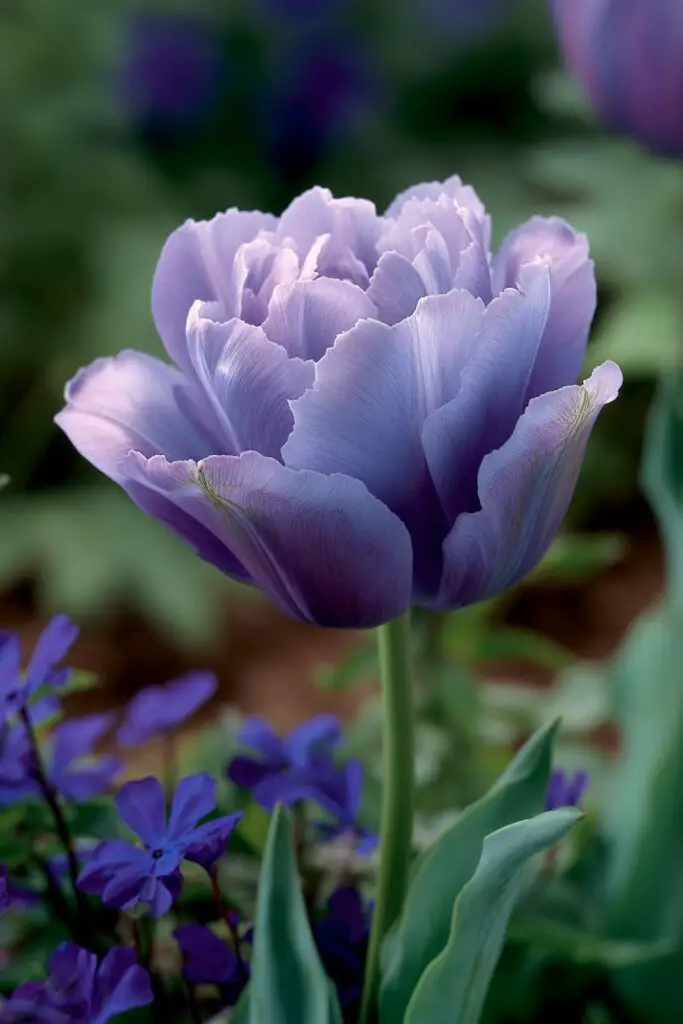 Blue Tulips: Do They Exist Naturally? 8 Blue Tulips: Do They Exist Naturally?