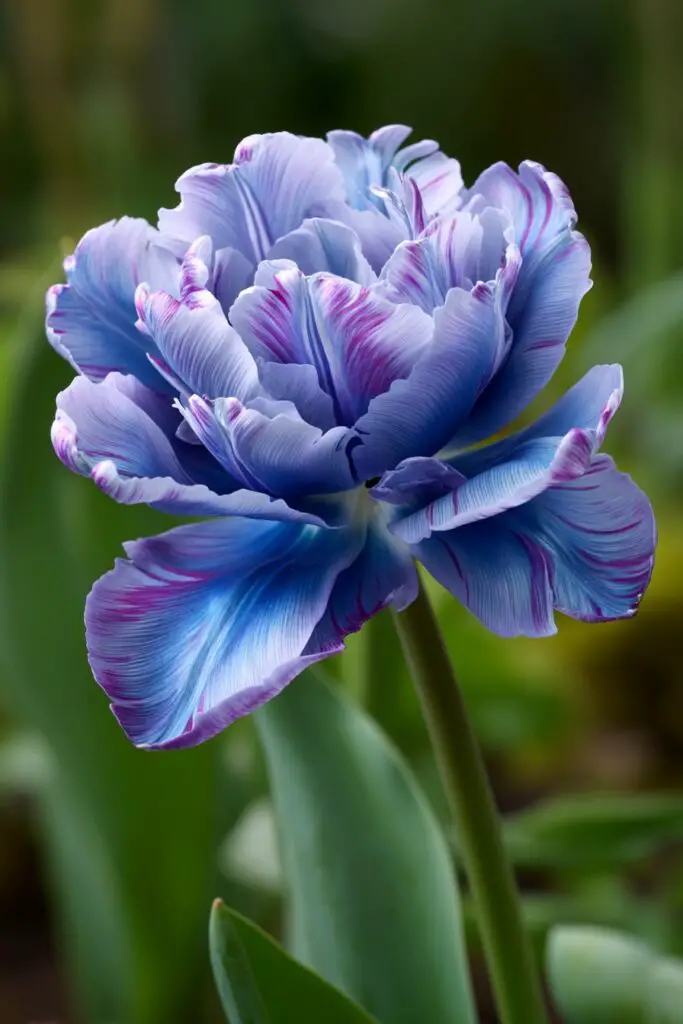 Blue Tulips: Do They Exist Naturally? 9 Blue Tulips: Do They Exist Naturally?