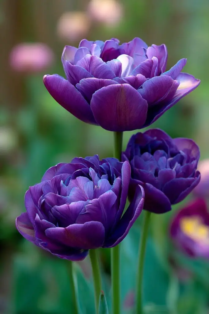 Blue Tulips: Do They Exist Naturally? 5 Blue Tulips: Do They Exist Naturally?
