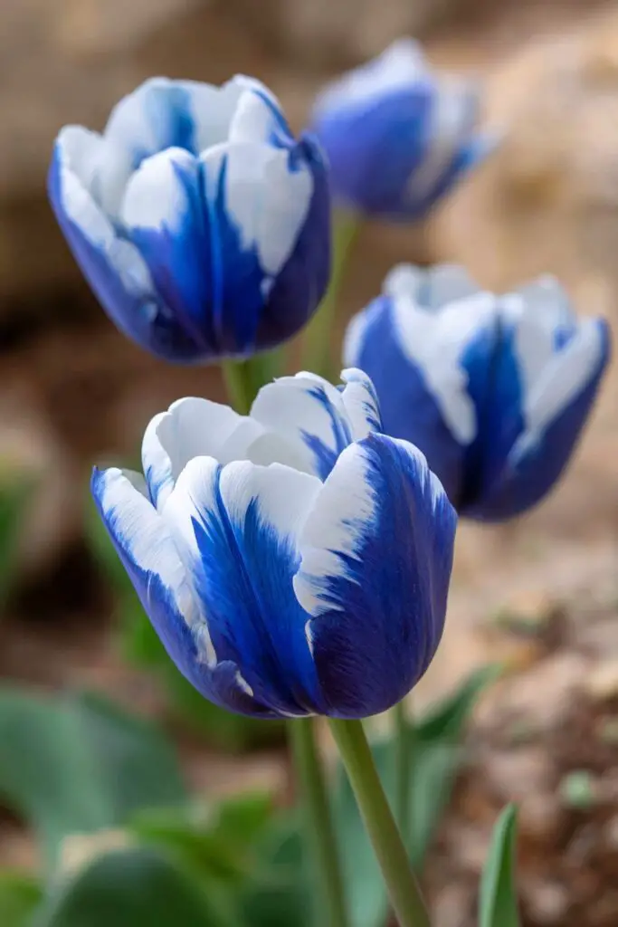 Blue Tulips: Do They Exist Naturally? 11 Blue Tulips: Do They Exist Naturally?
