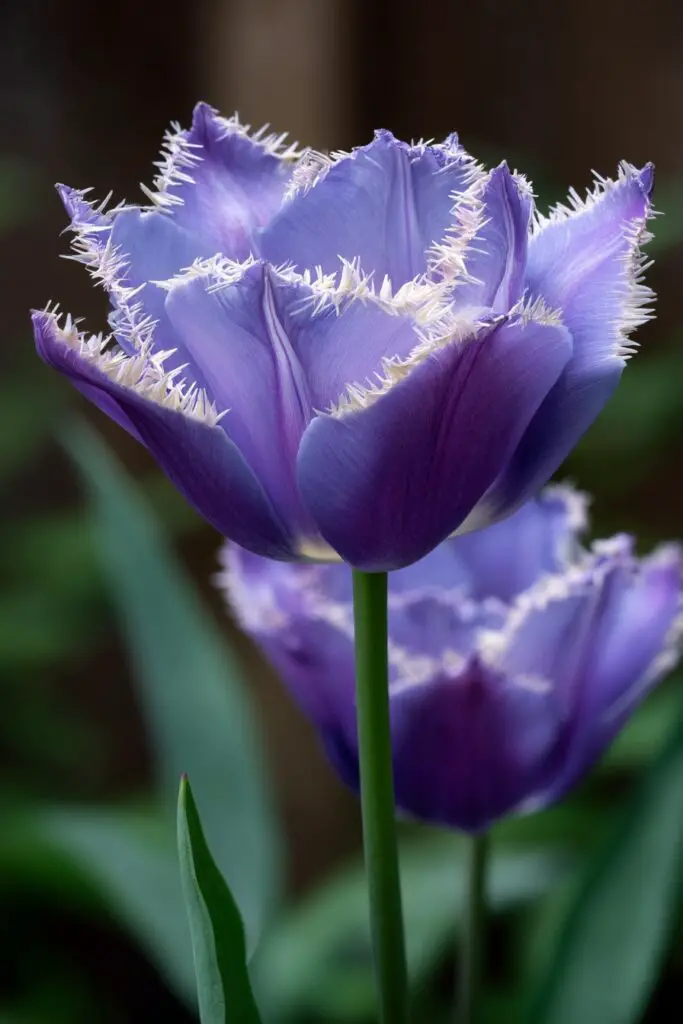 Blue Tulips: Do They Exist Naturally? 10 Blue Tulips: Do They Exist Naturally?