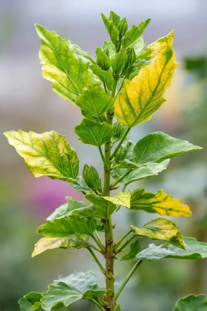 How to Grow and Care for Hibiscus Flowers 7 How to Grow and Care for Hibiscus Flowers