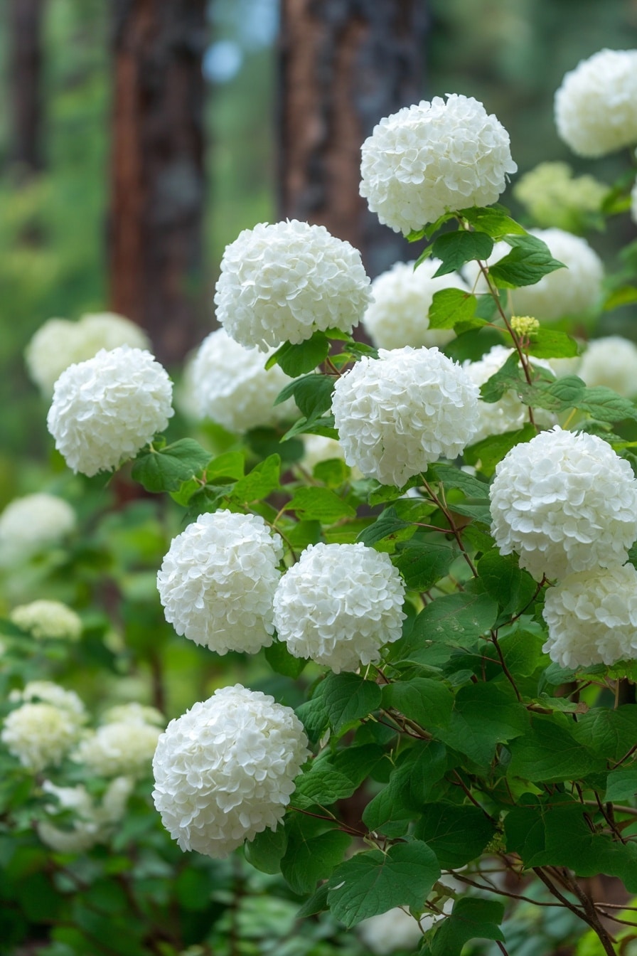6 Kinds of Hydrangeas for a Beautiful Landscape