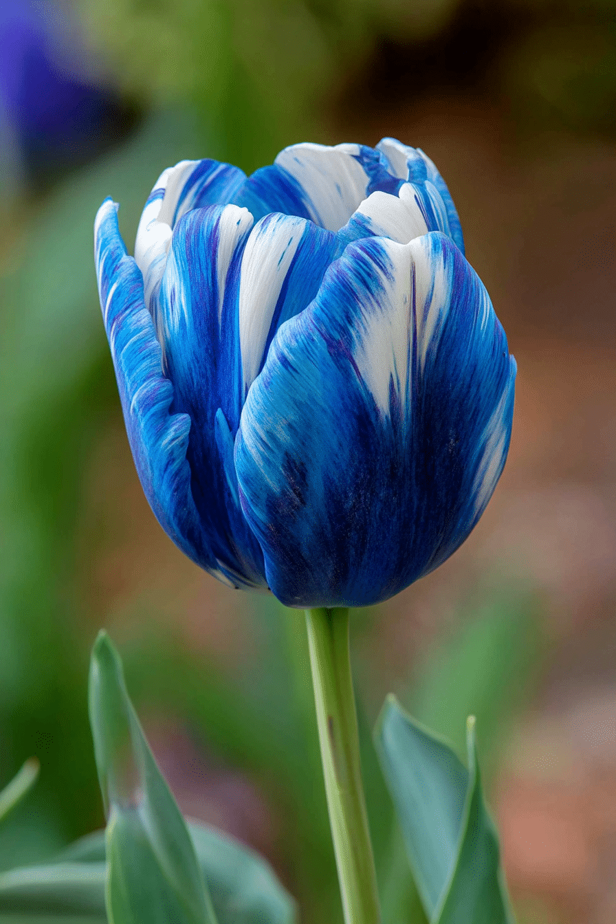 Blue Tulips: Do They Exist Naturally?