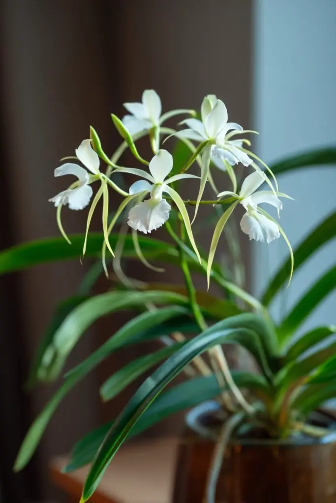 11 Fragrant Indoor Plants That Smell Amazing Year-Round 12 11 Fragrant Indoor Plants That Smell Amazing Year-Round