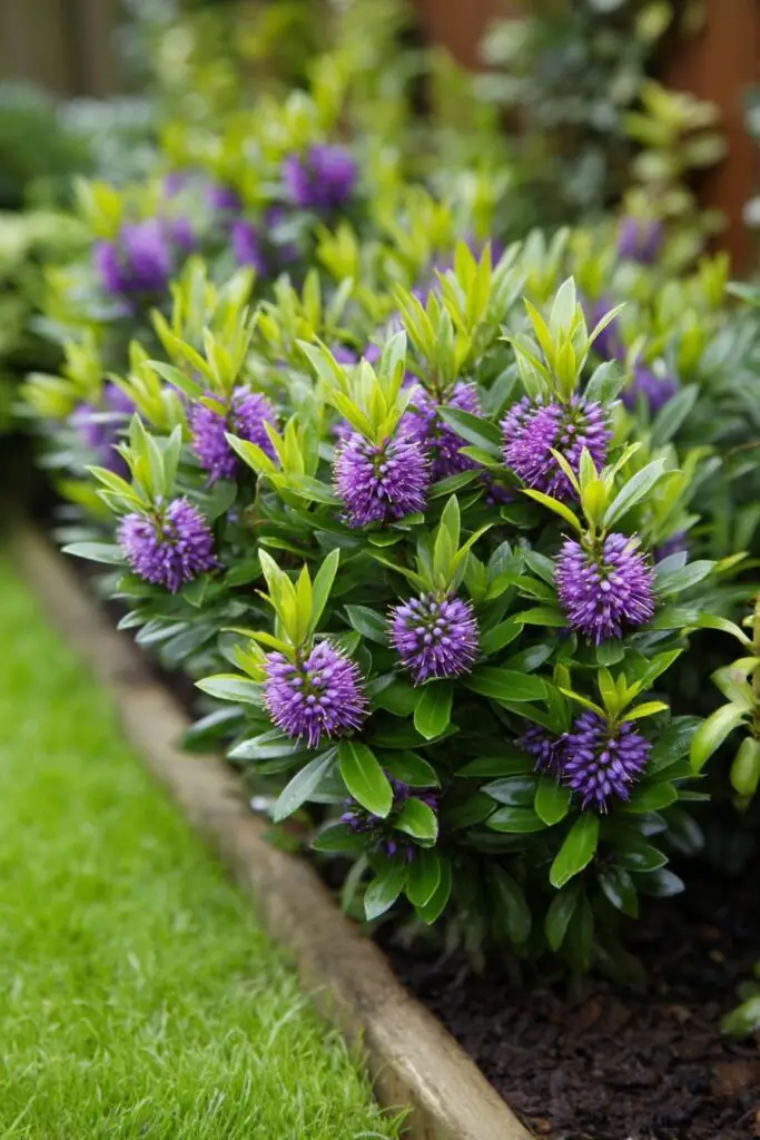 5 Low-Growing Shrubs Every Garden Needs 2 5 Low-Growing Shrubs Every Garden Needs