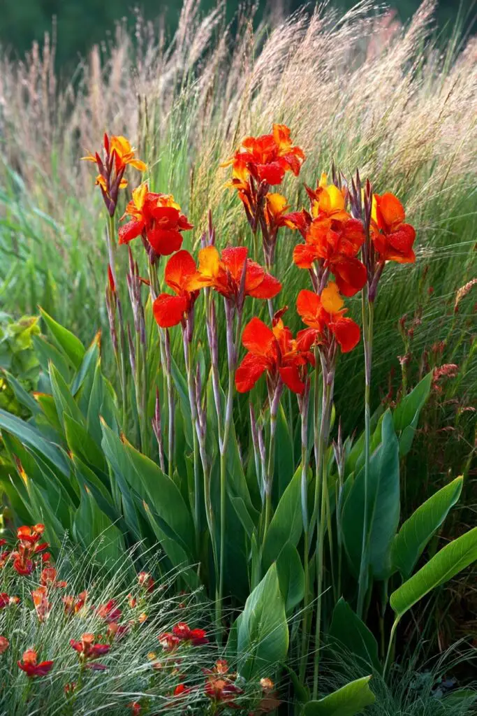 Best Canna Lily Companion Plants for Your Garden 2 Best Canna Lily Companion Plants for Your Garden