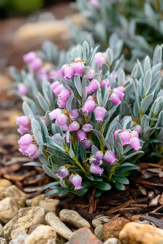 5 Low-Growing Shrubs Every Garden Needs 3 5 Low-Growing Shrubs Every Garden Needs